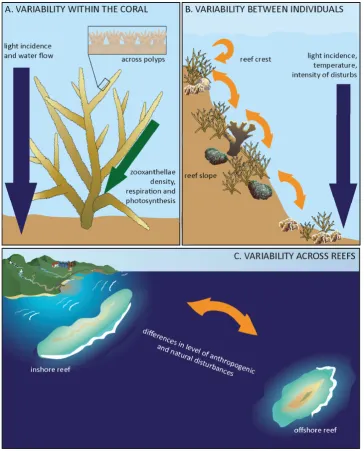 Figure 2-1: Complexity of coral host habitat and coral reef environment.  Environmental and biological factors can generate different habitats conditions A) within coral colonies, B) between coral colonies and C) across reefs