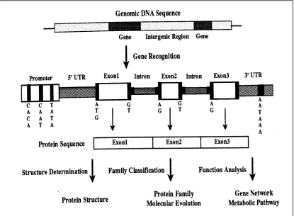 Fig. 1.1 Genome informatics overview (A simplified view of gene structure) [1]. 