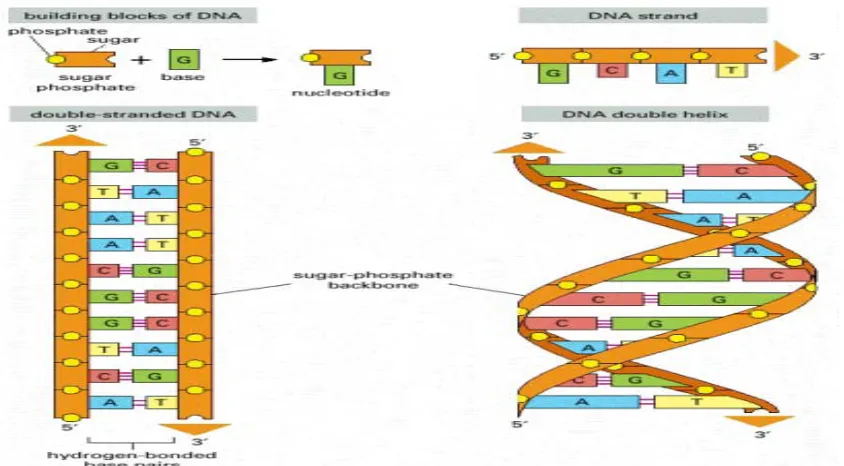 Fig. 2.3  DNA and its building blocks [14]. 