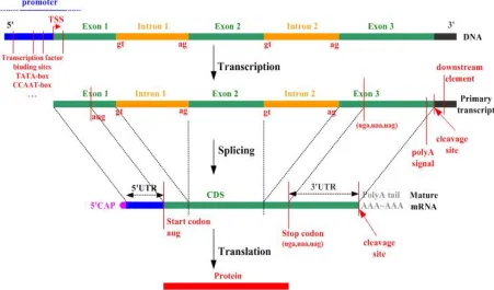 Fig. 2.5 Stages of gene expression in a cell (Image Credit: www.carolguze.com/text/442-1-   humangenome.shtml)