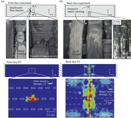 Fig. 5. ﬁbre damage dtf , and (b) back-face damage distribution with contour showing predicted matrix tensile damage1damage distribution with contour showing predicted tensile0=76 ms− Comparison between the experimentally observed and the numerically predi