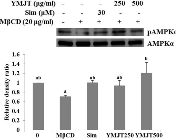 Figure 6. Effects of YMJT on AMPK phosphorylation in HepG2 cells. HepG2 cells were treated with 30 μM simvastatin or YMJT (250, 500 μg/mL) with 20 μg/mL MβCD for 8 h in 0.2% BSA-DMEM