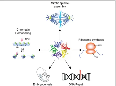 Fig. 1 Overview of NPM1 functions within cells. NPM1 participate to many biological processes such as DNA repair, embryogenesis, likely by interacting with the chromatin, by binding to histones and other chromatin remodeling proteins