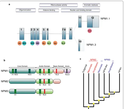 Fig. 2 a Superposition of NPM1 genomic structure and protein features. NPM1.1 and NPM1.3 are two splices variants resulting from the use of alternative codons