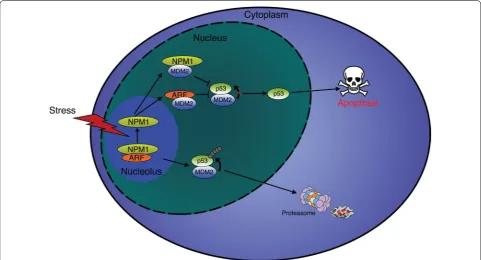Fig. 4 Regulation of apoptosis by NPM1. In unstressed cells, p14MDM2, leading to the stabilization and activation of p53