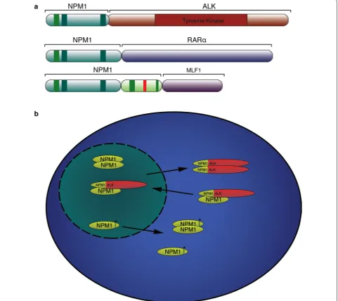 Fig. 6 a Schematic structure of NPM1 chimeric proteins found in cancers. NPM1 is represented as in Fig