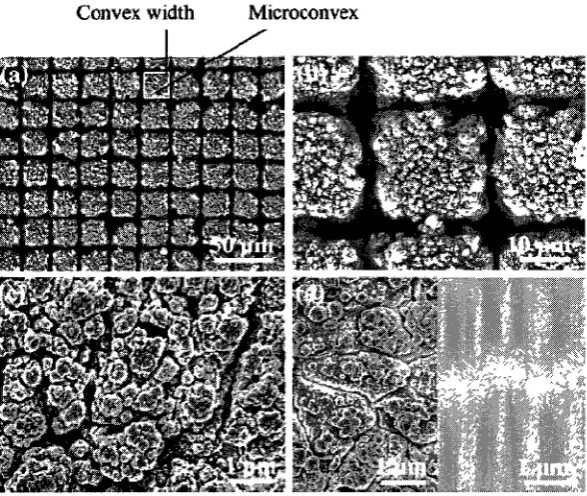 Fig. 2-25. (a) Typical SEM images of the laser-etched PDMS surface with the convex width of about 25 mm, showing the regular arrays of microconvexes; (b) magnified image of (a), showing the submicro structures on each convex; (c) high-resolution image of a