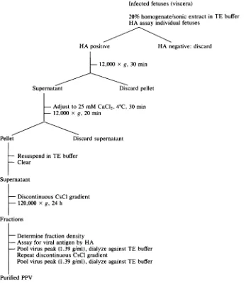 FIG. 1. Scheme for purification of PPV.