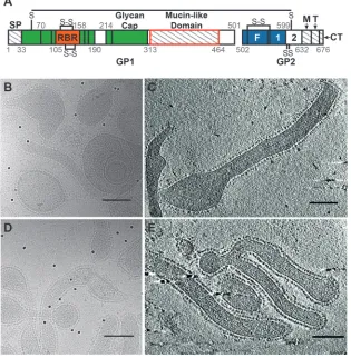 FIG 1 (A) A graphical representation of the Ebola virus GP sequence (adapted from referencesin red