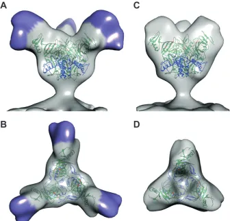 FIG 3 (A) A superposition of the �Muc-GP map (solid gray) with the FL-GP map (gray mesh) is shown