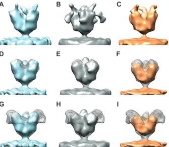 FIG 4 (A to C) Isosurface representations of three individual map classes that resulted from data collected on FL Ebola virus VLP samples incubated with the14G7 anti-MLD antibody