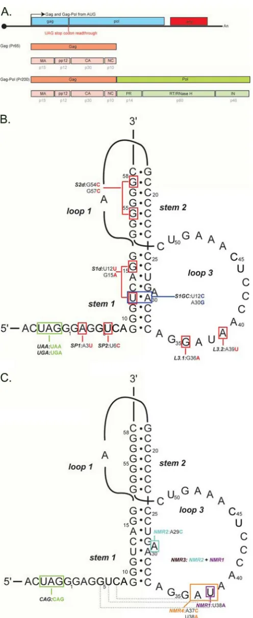 FIG 1 MuLV genomic RNA and secondary structure of the readthrough sig-Gag-Pol (Pr200), separated by a UAG codon that is subject to stop codonreadthrough