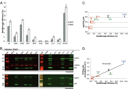 FIG 2 Readthrough efﬁciencies and virus replication analysis of ﬁrst-generation readthrough signal mutants