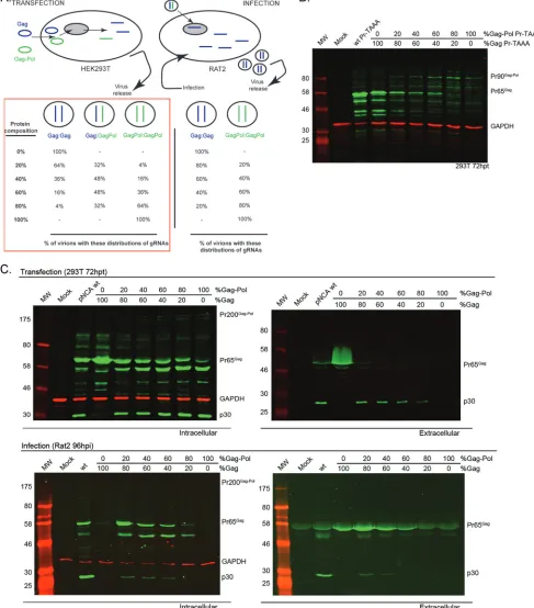 FIG 5 Two-plasmid system for modulating effective readthrough efﬁciency. (A) Schematic representation of the system