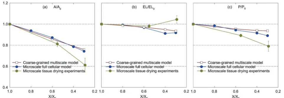 Fig. 5Influence of dryness level on morphological parameters of a microscale tissue: (a) A/A0, (b) EL/EL0, and (c) P/P0 (error bars indicate one standarddeviation).