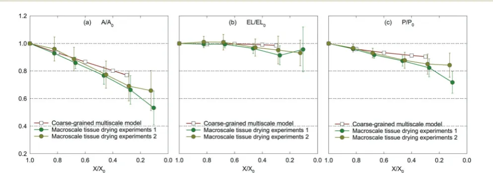 Fig. 6Deformation of a macroscale (2 cm � 2 cm � 2 mm) apple tissue as simulated by the coarse-grained multiscale (CGMS) model at diﬀerentdryness levels: (a) initial condition before simulations, (b) fresh condition: X/X0 = 1.0, dried conditions: (c) X/X0 = 0.8, (d) X/X0 = 0.6, (e) X/X0 = 0.4, and(f) X/X0 = 0.3.
