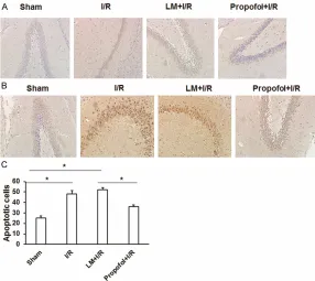 Figure 6. TUNEL-based assay for apoptosis of brain in vivo. A. Rats were divid-ed into four groups according to different i.v