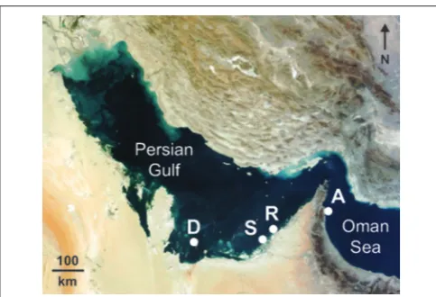 FIGURE 2 | Representative skeletal slices ofCyphastrea microphthalmaPersian Gulf and Oman Sea
