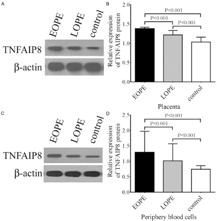 Figure 3. TNFAIP8 protein expression in the placentas and peripheral blood cells from EOPE, LOPE, and control patients