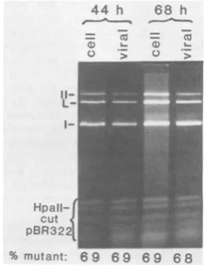 FIG. 3.eachcellularlyaftercellsandtext.wereagarose37°C.(pHtreatment(25:25:1),endonucleasetreatmentwithperandcompletion,tion.quantifiedviralHirtvirionsDNAII)/(I Analysis of the viral genomes present intra- (cell) and in virions (viral) at different times co