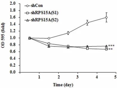 Figure 1. Lentivirus-mediated shRNA down-regulated RPS15A expression in TT cells. A. GFP expression in TT cells from three different groups (shCon, shRPS15A(S1), and shRPS15A(S2)) under a fluorescence microscope (Scale bars, 10 µm)