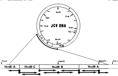 FIG. 1.directionstrategy Restriction endonuclease cleavage map of JCV (Mad-1) DNA and schematic representation of the for sequencing