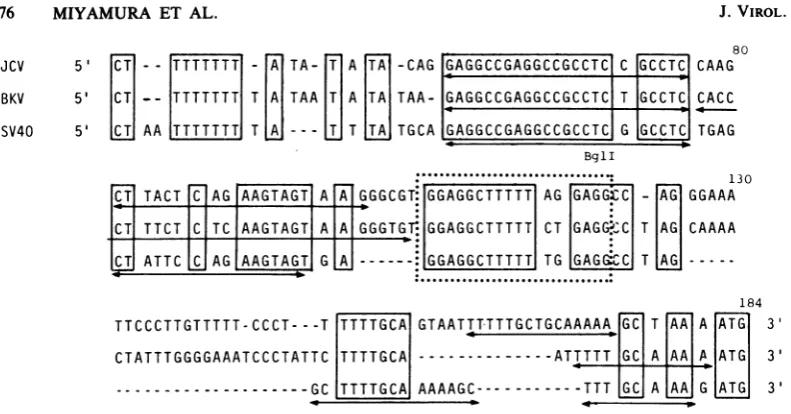 FIG. 3.maximizenucleotidesindicatenucleotidesSV4017-nucleotide Comparison of the sequences around the replication origins of JCV, BKV, and SV40 DNAs