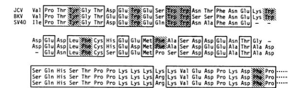FIG. 6.antigen(e.g.,published Amino acid sequences encoded by the areas just downstream from the splice junction for large-T- mRNA in JCV, BKV, and SV40