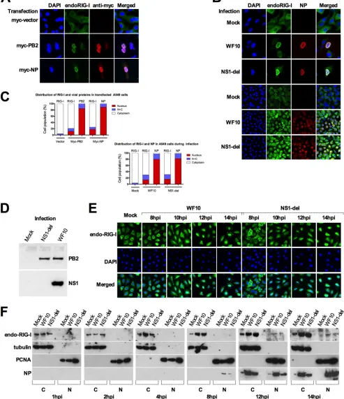 FIG 5 (A) Relocalization of endo-RIG-I in A549 cells during transfection with PB2- or NP-expressing plasmids