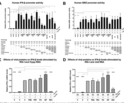 FIG 6 Effects of viral RNP components on the IFN induction by RIG-I in reporter and qRT-PCR assays