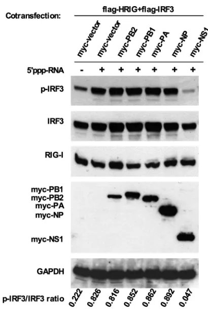 FIG 7 Effects of viral proteins on phosphorylation of IRF3. Myc-tagged con-0.3structs encoding PB2, PB1, PA, NP, or NS1 from WF10 virus (2 �empty vector (2hours later, cells were further transfected with 5were subsequently lysed and subjected to Western bl