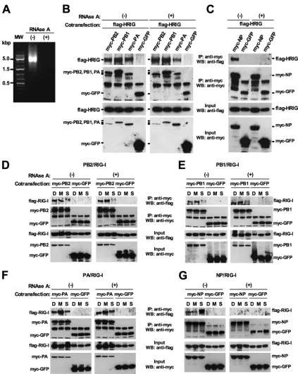 FIG 1 Interactions of viral RNP subunits with various RIG-Is in the presence or absence of RNA