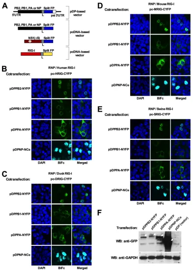 FIG 2 Association of vRNP components with different RIG-Is in BiFc analysis. (A) Schematic diagram of BiFc plasmids used in this study