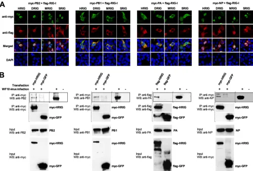 FIG 4 (A) Colocalization of inﬂuenza A virus RNP subunits with RIG-I from various hosts