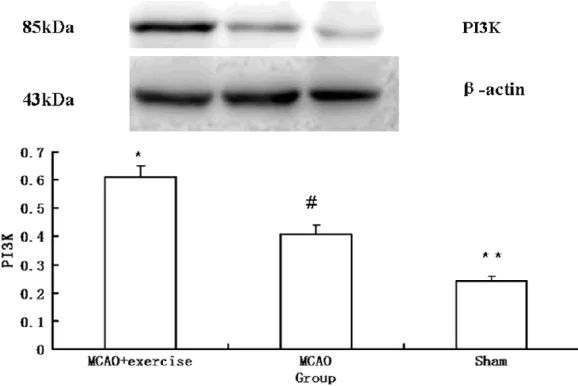 Figure 5. Relative image density of PI3K. The expression of PI3K was higher in MCAO group than sham surgery group and was obviously up-regulated by exer-cise preconditioning
