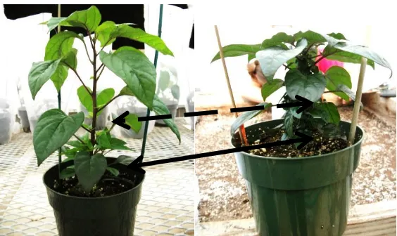 Figure 2.  The proportion of aphids recovered from concealed locations on untreated pepper plants and plants treated with paclobutrazol after one hour of foraging
