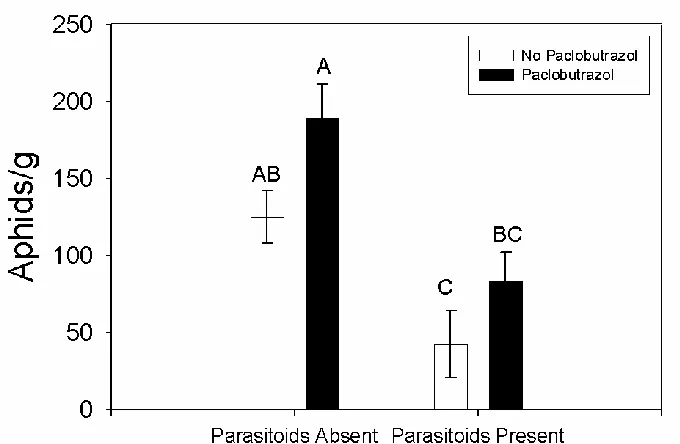 Figure 5.  Overall percent parasitism (mummies/aphids+mummies) (± SE) observed on caged pepper plants during a three week experiment in which plants were untreated or treated with paclobutrazol and had parasitoids within the cages