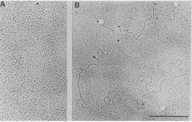 FIG. 2.labeledpreparation[3H]thymidine Velocity cosedimentation of phenol-extracted 32P-labeled tsl vesicle DNA (0) and [3H]thymidine- wild-type PM2 DNA (x)