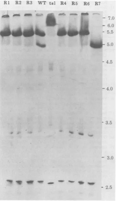 FIG. 5.revertantsencetionbyts)solvedslabsis Isoelectric focusing slab gel electrophore- of purified wild type (WT), tsl, and seven ts) virus (Rl to R7)