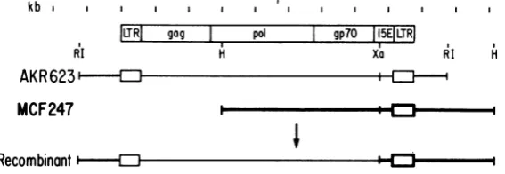FIG. 1.EcoRIconstructedRestrictionthemolecular Schematic representation of DNA clones of MCF 247 and Akv and a recombinant between them in vitro