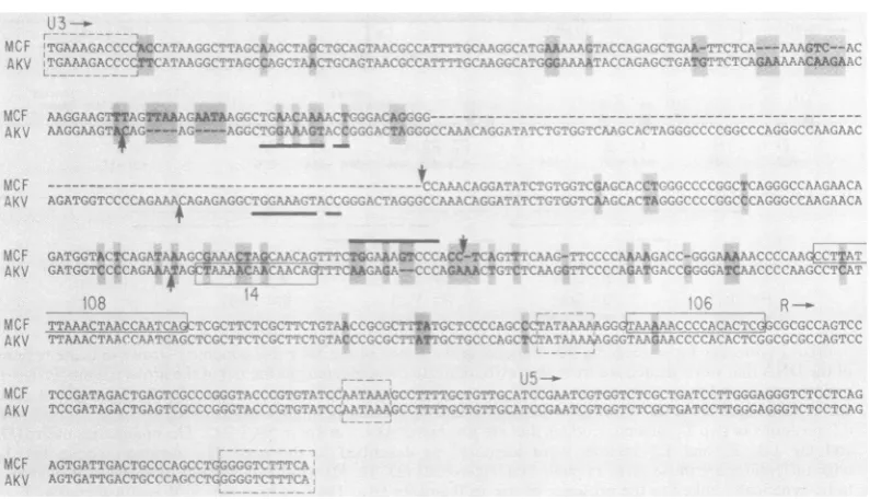 FIG. 4.transcriptionaldeterminedindicateclones Nucleotide sequences of the LTRs of Akv versus MCF 247