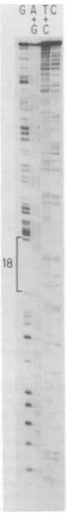 FIG. 5.encodingoligonucleotide Sequencing gel showing a region of DNA Prp15E that contains the large Tl-resistant 18.