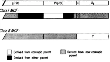FIG. 7.areregionspicclassesoligonucleotidesminedcleotideof class Diagrammatic representation of the 3' ends I and classII MCF viruses, indicating which are derived from the ecotropic and nonecotro- parents