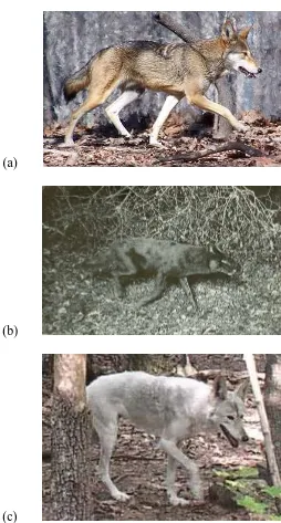 Figure 3.  Photographs of variations in the coloration of pelage in the red wolf – (a) typical 