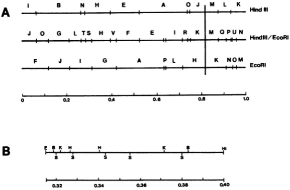 FIG. 1.cleavagethatofdefinerepresentnotofmap Cortini H. Restriction endonuclease cleavage maps of DNA of HSV-2 strain 186