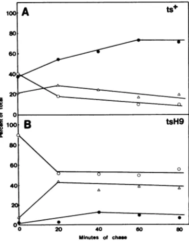 FIG. 4.describedautoradiogramexplainedstraintsH9were Nuclear localization of ICP8 encoded by tsH9