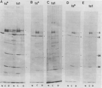 FIG. 6.and(39°C),temperaturesbackground Maturation of ICP8 in cells infected with strain tsl