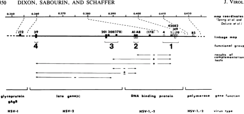 FIG. 3.generated4genesongene(25),ofdistinguished.(personalnuclei38°Cshown and, wild-type Genetic and phenotypic properties of 11 ts mutants of HSV-2