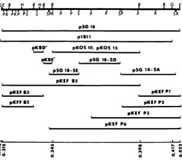 Fig. 4Bafter shows an autoradiogram of the same gel hybridization. KpnI fragment d (map coor-