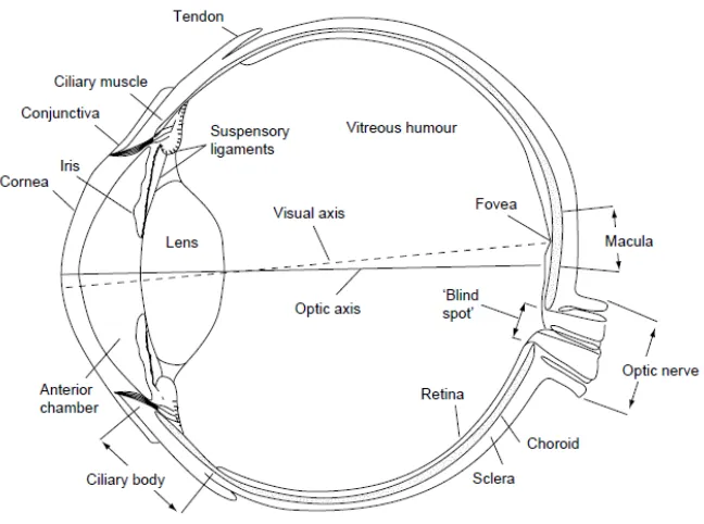Figure 1. Cross section of the structure of the human eye. 